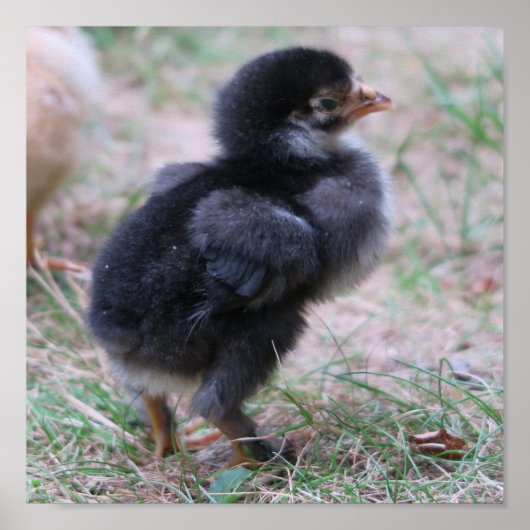 Hühner, Küken, Küken, Tiere, Vögel, Poster (Vorne)