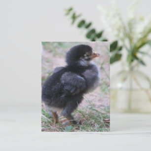 Hühner, Küken, Küken, Tiere, Vögel, Postkarte