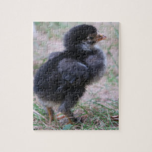 Hühner, Küken, Küken, Tiere, Vögel, Puzzle
