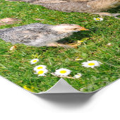 Hühner mit Küken Poster (Ecke)