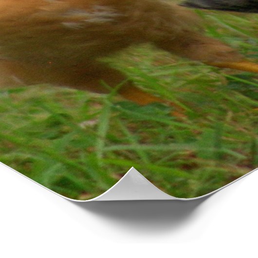 Hühner Poster (Ecke)