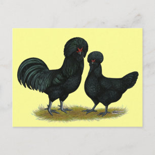Hühner Postkarte