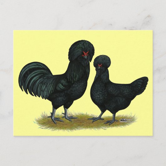 Hühner Postkarte (Vorderseite)