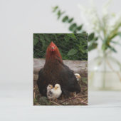 Hühner Postkarte (Stehend Vorderseite)