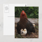Hühner Postkarte (Vorne/Hinten)