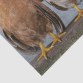 Hühner Seidenpapier (Detail)