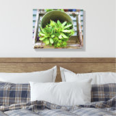 Hühner Succulents Foto Ölgemälde Leinwanddruck (Insitu (Schlafzimmer))