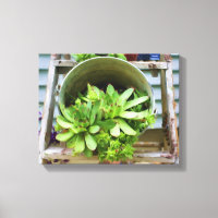 Hühner Succulents Foto Ölgemälde