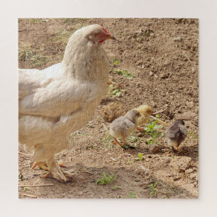Hühner, Tiere, Küken, Vögel, Bauernhof, niedlich, Puzzle