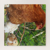 Hühner, Tiere, Küken, Vögel, Bauernhof, niedlich,  Puzzle (Horizontal)