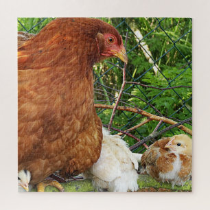 Hühner, Tiere, Küken, Vögel, Bauernhof, niedlich, Puzzle