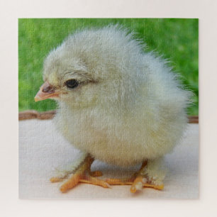 Hühner, Tiere, Küken, Vögel, Bauernhof, niedlich, Puzzle