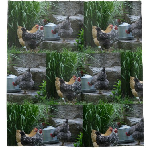 Hühner tratschen Cooler um das Wasser Duschvorhang (Vorderseite)