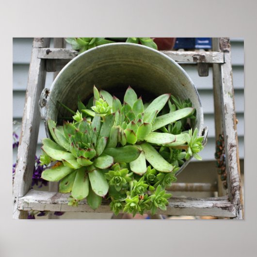 Hühner und Hühner, die in einer Eimerkultur gehalt Poster (Vorne)