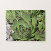 Hühner und Hühner Gartensukkulente Natur Puzzle (Horizontal)