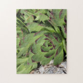 Hühner und Hühner Gartensukkulente Natur Puzzle (Vertikal)