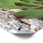 Hühner und Hühner-Hühnersukkulturen spiegeln Abstr Poster (Ecke)