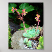 Hühner und Hühner in Blütendruck oder Poster (Vorne)