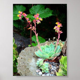 Hühner und Hühner in Blütendruck oder Poster