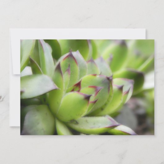 Hühner und Hühner - Sempervivum Einladung (Rückseite)