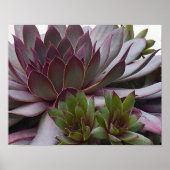 Hühner und Küken Poster (Vorne)