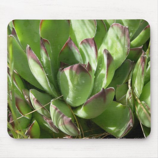 Hühner und Küken (Sempervivum) Mousepad (Vorne)