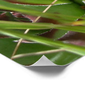 Hühner und Küken (Sempervivum) Poster (Ecke)
