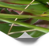 Hühner und Küken (Sempervivum) Poster (Ecke)