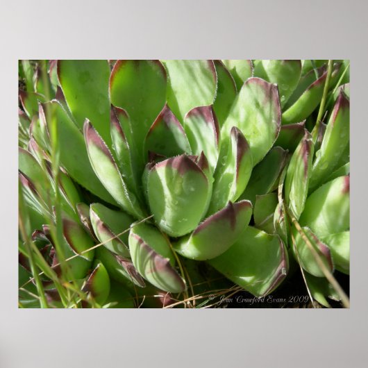 Hühner und Küken (Sempervivum) Poster (Vorne)