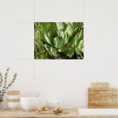 Hühner und Küken (Sempervivum) Poster (Küche)