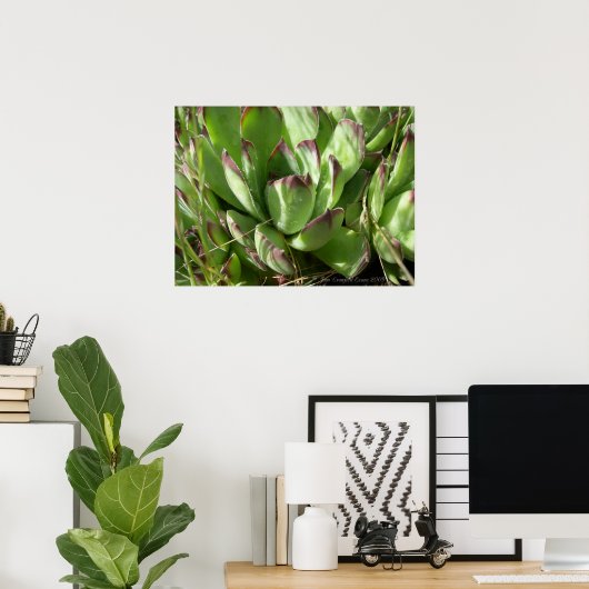 Hühner und Küken (Sempervivum) Poster (Heimbüro)