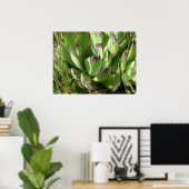 Hühner und Küken (Sempervivum) Poster (Heimbüro)