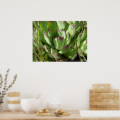 Hühner und Küken (Sempervivum) Poster (Küche)