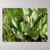 Hühner und Küken (Sempervivum) Poster (Vorne)