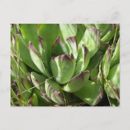 Hühner und Küken (Sempervivum) Postkarte (Vorderseite)