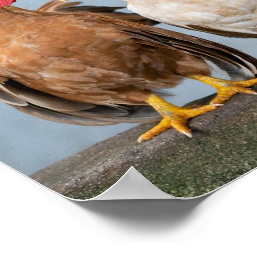 Hühner und Räuber an der Mauer Poster (Ecke)