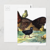 Hühner Vintag Postkarte (Vorne/Hinten)