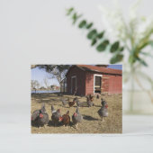 Hühnerarbeitsplätze in der Nähe von Hühnerstall Cl Postkarte (Stehend Vorderseite)