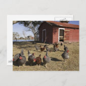 Hühnerarbeitsplätze in der Nähe von Hühnerstall Cl Postkarte (Vorne/Hinten)