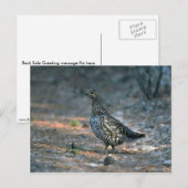 Hühnerei Postkarte (Vorne/Hinten)