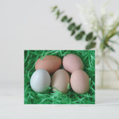 Hühnereier Postkarte (Stehend Vorderseite)