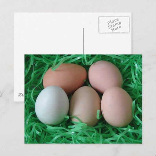 Hühnereier Postkarte (Vorne/Hinten)