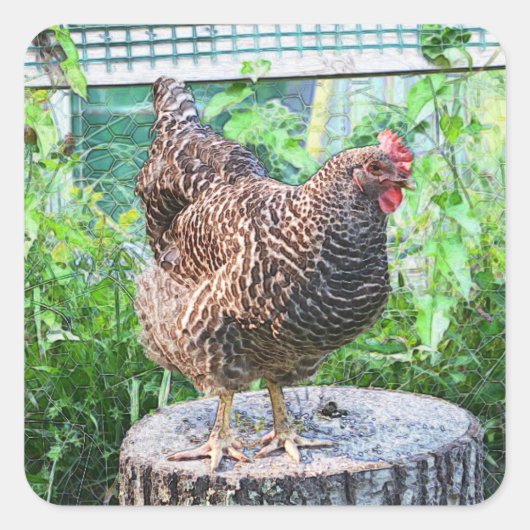 Hühnerhaftkleber Quadratischer Aufkleber (Vorderseite)
