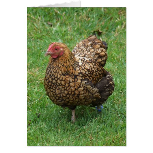 Hühnerkarte (Vorne)