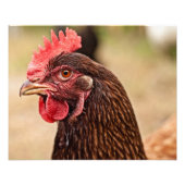 Hühnerkopf! Fotodruck (Vorne)