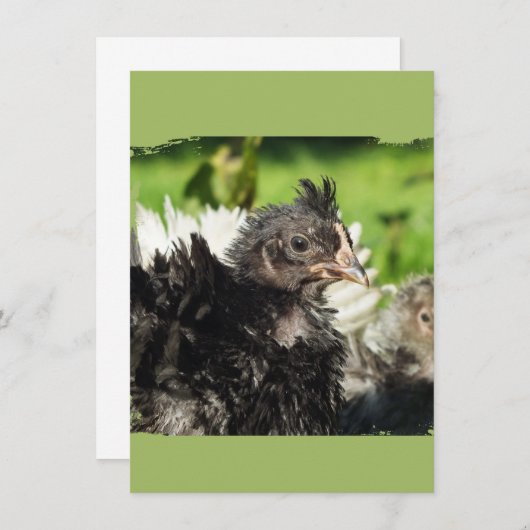 Hühnerküken (Vorne/Hinten)