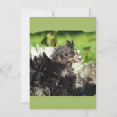 Hühnerküken (Vorderseite)