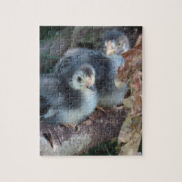 Hühnerküken Puzzle