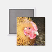Hühnermagnet #1 Golden Laced Wyandotte Magnet (Vorderseite/Rückseite)