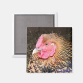 Hühnermagnet #2 Golden Laced Wyandotte Magnet (Vorderseite/Rückseite)
